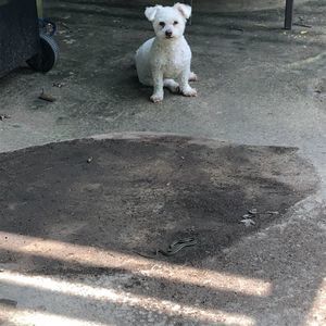 Meet your Posher, Dan